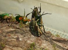 Co je malé, to je hezké aneb ze života hmyzu BROUCI 2012